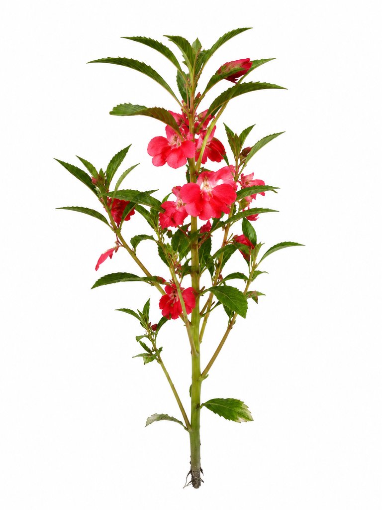凤仙花植物，红粉花朵与翠绿叶片，写实风格3D参考图