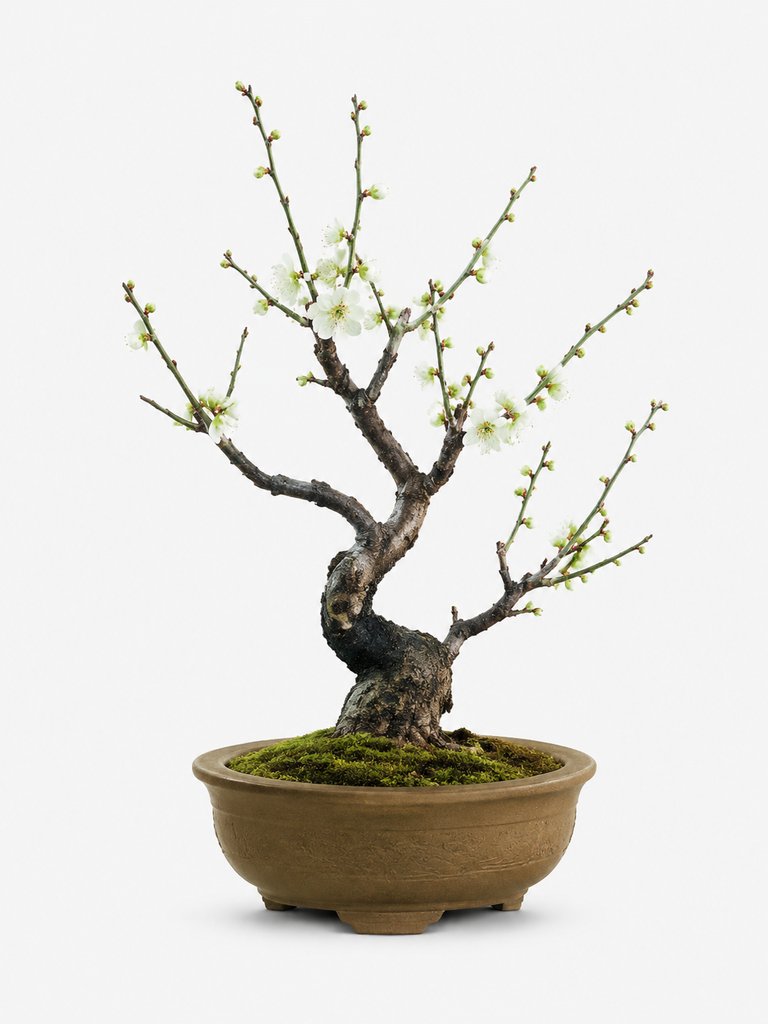 绿萼梅盆栽,疏枝白花,陶盆青苔,清雅古风