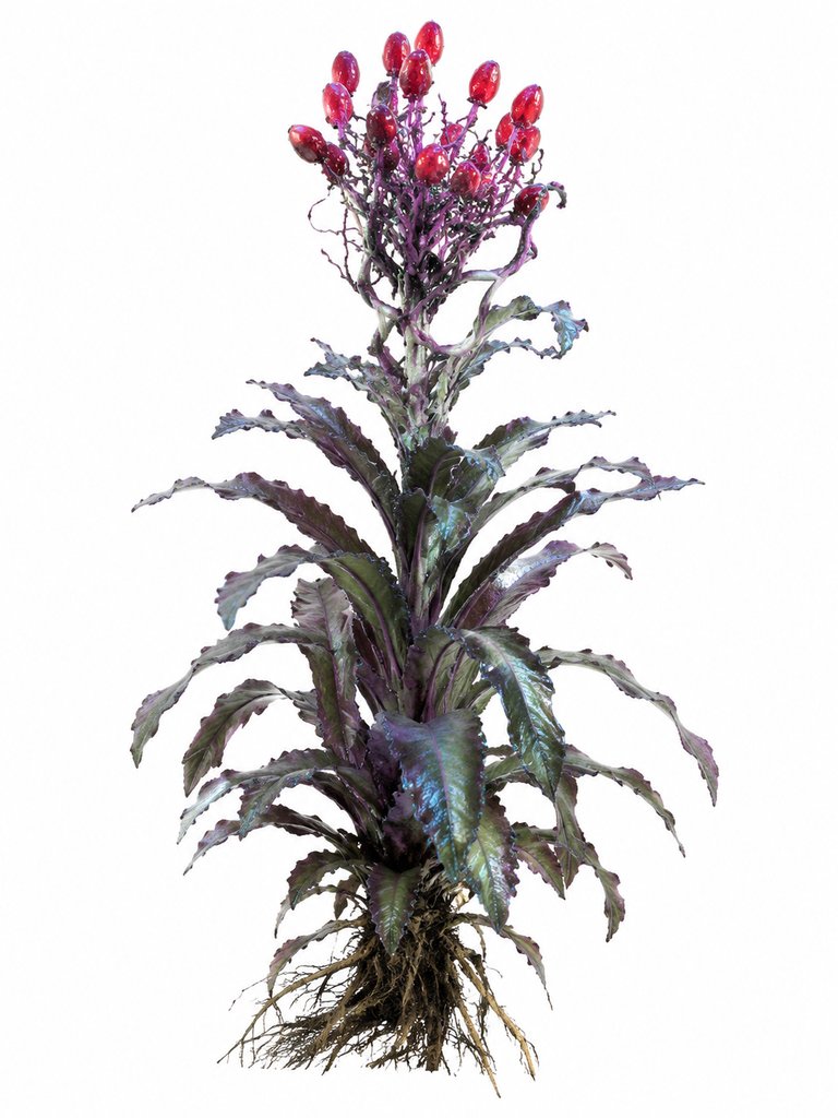 末世风格药用变异草，紫绿叶片与鲜红果实，写实3D植物模型