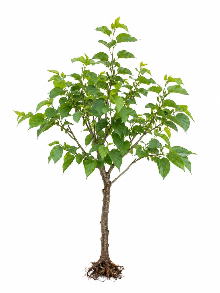 商周时期写实风格的桑树，绿叶繁茂，根系清晰，3D建模参考图