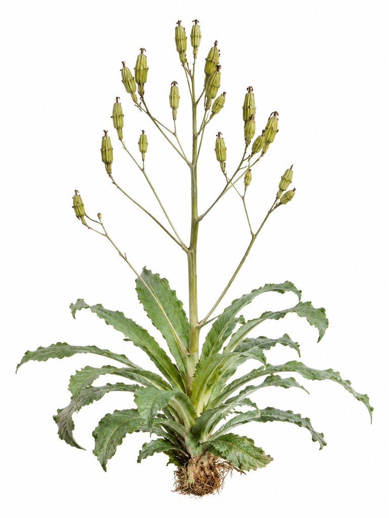 蓂荚 蓂荚 应月生落 瑞草 上古洪荒写实植物图 3D资产参考